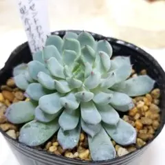 ＊Y♡K 多肉＊トバレンシストバル×ヴィンセントカトー②銀天女プロリフィカ Y♡K 多肉様専用＊多肉植物3点 - メルカリ