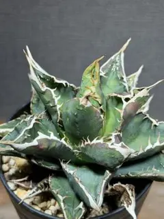 2026年最新】チタノタ ブツブツの人気アイテム - メルカリ