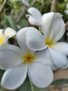 さくら様専用品