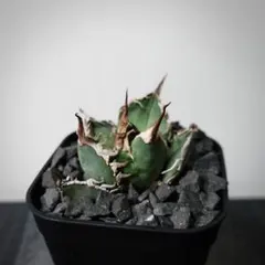 【メルカリ便】か様 リクエスト 2点 まとめ商品