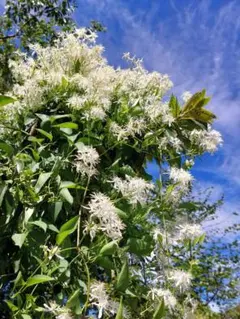 kozu様 リクエスト 2点 まとめ商品