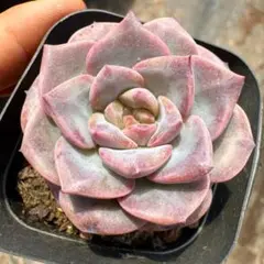 Top【選抜株】多肉植物　23417セトーサ　デミヌタ錦　35個　鉢無し/脱土 bnr_241031_1.jpg エケベリア・セダム