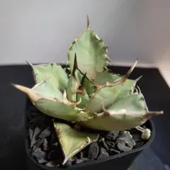 2357【鉢のまま発送】 アガベ チタノタ 金剛 キングコング - メルカリ