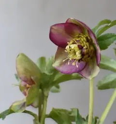 2026年最新】加藤農園モーリーの人気アイテム - メルカリ