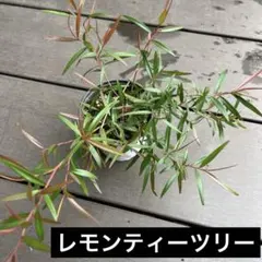 lealea619様 リクエスト 2点 まとめ商品