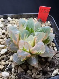 69e 多肉植物 ハオルチア ブラックオブツーサ錦糊斑 自家繁殖 鉢植え