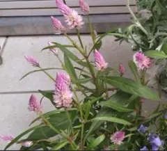 nature様 リクエスト 3点 まとめ商品