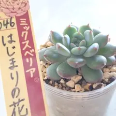 ❤️確認用❤️ミックスベリア❤️プリンセスティアラ❤️抜き苗♪札なし✨メルカリ便✨ 2025年最新】ミックスベリアの人気アイテム - メルカリ