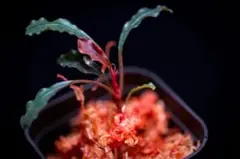 Bucephalandra sp. hell fire 水上株 ヘルファイア - メルカリ