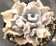 「なお」様専用おまとめ割 クリスペイトビューティ＆団子チーズ62