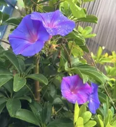 むくむく様専用