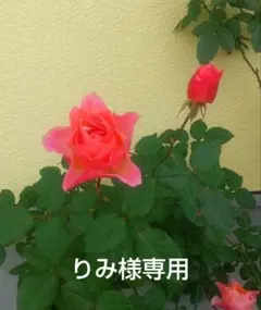 #平成レトロ お椀５客