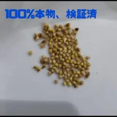 ドルステニアギガス　ブラータ種子5粒 2025年最新】ドルステニア ギガス 種子の人気アイテム - メルカリ