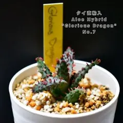 2026年最新】ALOE グロリアスドラゴンの人気アイテム - メルカリ