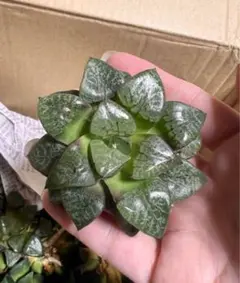 ジンたろ様 リクエスト 6点 まとめ商品