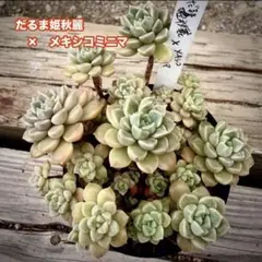 多肉植物（ベルさん苗）だるま姫秋麗×メキシコミニマ　カット苗① だるま姫秋麗×メキシコミニマ【カット】多肉植物 - メルカリ