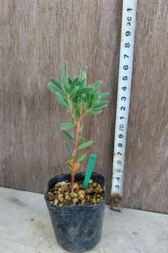 2025年最新】プロテア 苗の人気アイテム - メルカリ