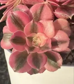 2026年最新】アエオニウムの人気アイテム - メルカリ