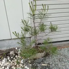 アトラスシーダー ホルストマン 接木苗 - メルカリ