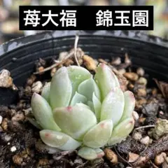 2026年最新】錦玉園 桜大福の人気アイテム - メルカリ