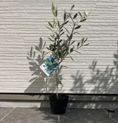 カヨンヌ カロレア オリーブの木 オリーブ シンボルツリー 希少 苗