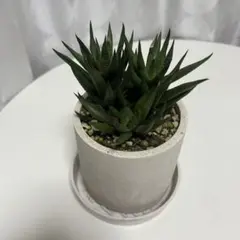 多肉植物　ハオルチア　硬葉系　抜き苗のサムネイル
