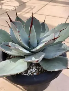 2026年最新】アガベ パリー トランカータ 斑入りの人気アイテム - メルカリ