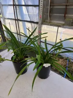 金陵辺。花芽2個。2鉢セット。蜜蜂誘引蘭。日本蜜蜂。キンリョウヘン