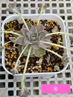 ① 子持ち蓮華錦 鏡花 抜き苗 オロスタキス 多肉植物 - メルカリ