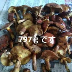 9月13日採取 落葉キノコ ハナイグチ797ｇキロ