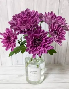 マウントオービスク ☆パープル☆ 菊苗・冬至芽・来季用！