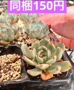 さ様 リクエスト 8点 まとめ商品