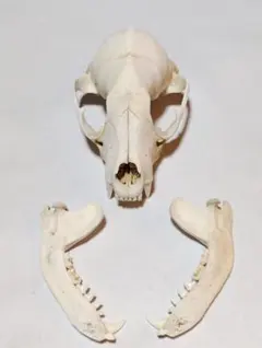 アライグマ(Procyon lotor)の頭骨