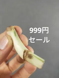 【M11】斑入りモンステラ ホワイトタイガー カット茎 成長点2つのサムネイル