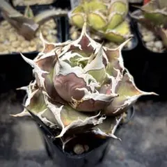 2026年最新】アガベ インドネシアの人気アイテム - メルカリ