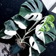 j*8様 斑入りモンステラ極上ホワイトタイガーフルムーン4号鉢植え発根