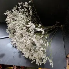 ✨3束【664】フィリカ コットンブッシュ 生花 ネイティブフラワー