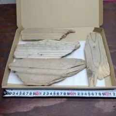 流木セットno.327