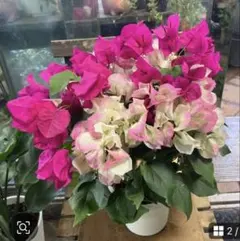❗️花叶共赏の美しい斑入りブーゲンビリア！ - メルカリ
