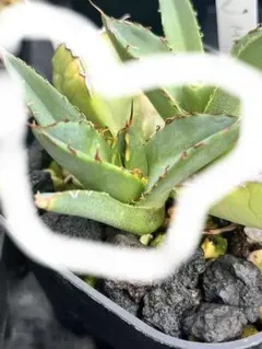 2025年最新】イランREZA産ローズの人気アイテム - メルカリ