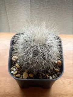 2025年最新】雷血丸の人気アイテム - メルカリ