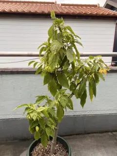 イランイラン　苗木　苗　7合ポット　観葉植物　レアプラント　香水の原料 イランイラン 苗木 7号ポット 観葉植物 香水の原料 幸せの香り