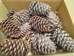 煮沸済み！ 巨大 まつぼっくり クリスマスツリー 飾り 工作 16個入り