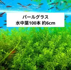 パールグラス 水中葉 100本 約6cmのサムネイル