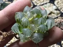 ハオルチア・水中月錦④
