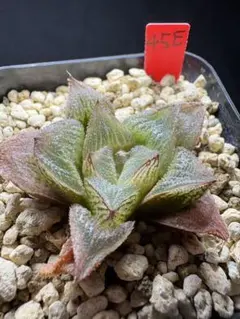 30c 多肉植物 ハオルチア 白夜スプリング 自家繁殖 鉢植え発送 - メルカリ