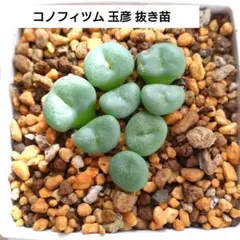 midoko様 リクエスト 2点 まとめ商品