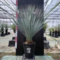 2026年最新】ユッカ ロストラータの人気アイテム - メルカリ