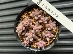 ちび苗❤️マシュマロン✨ぼのぼのさん❤️ 2025年最新】ぼのぼのさん苗の人気アイテム - メルカリ