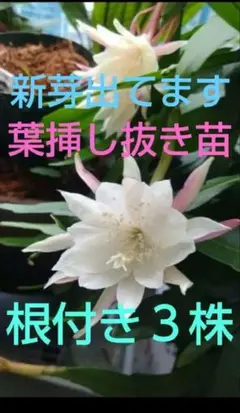 2025年最新】月下美人 苗の人気アイテム - メルカリ